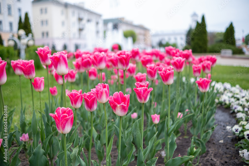 A lot of pink tulips in a flower bed against the backdrop of a fountain.