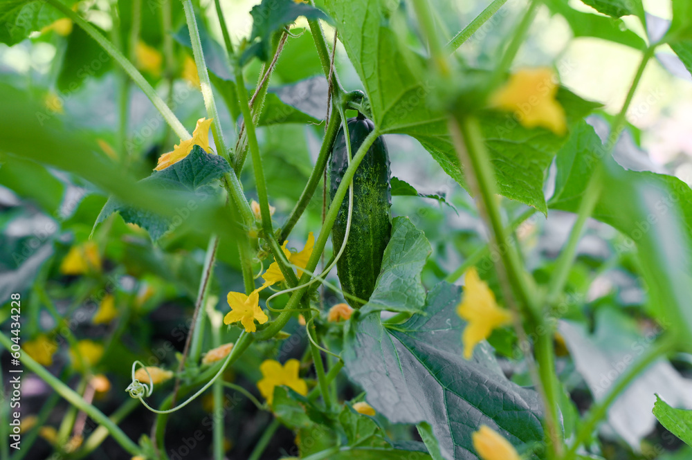 Young cucumber plants. cucumber close-up on the background of leaves Young cucumber plants. cucumber close-up on the background of leaves