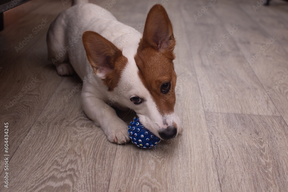 a rubber ball in the mouth of a jack russell dog a rubber ball in the mouth of a jack russell dog