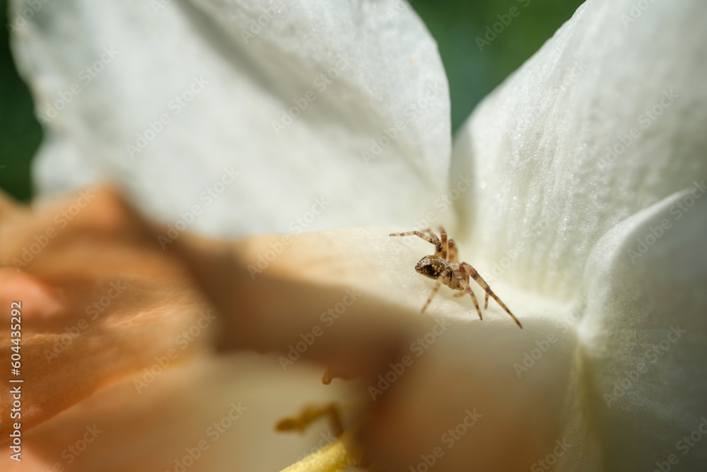A small spider on a white flower. Close-up of the spider. White flower and spider. Selective focus A small spider on a white flower. Close-up of the spider. White flower and spider. Selective focus