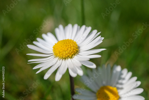 close-up daisy flower, flowers in spring, big daisies, selective focus
