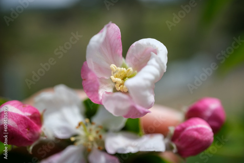 Apple tree flower in pink and white colors