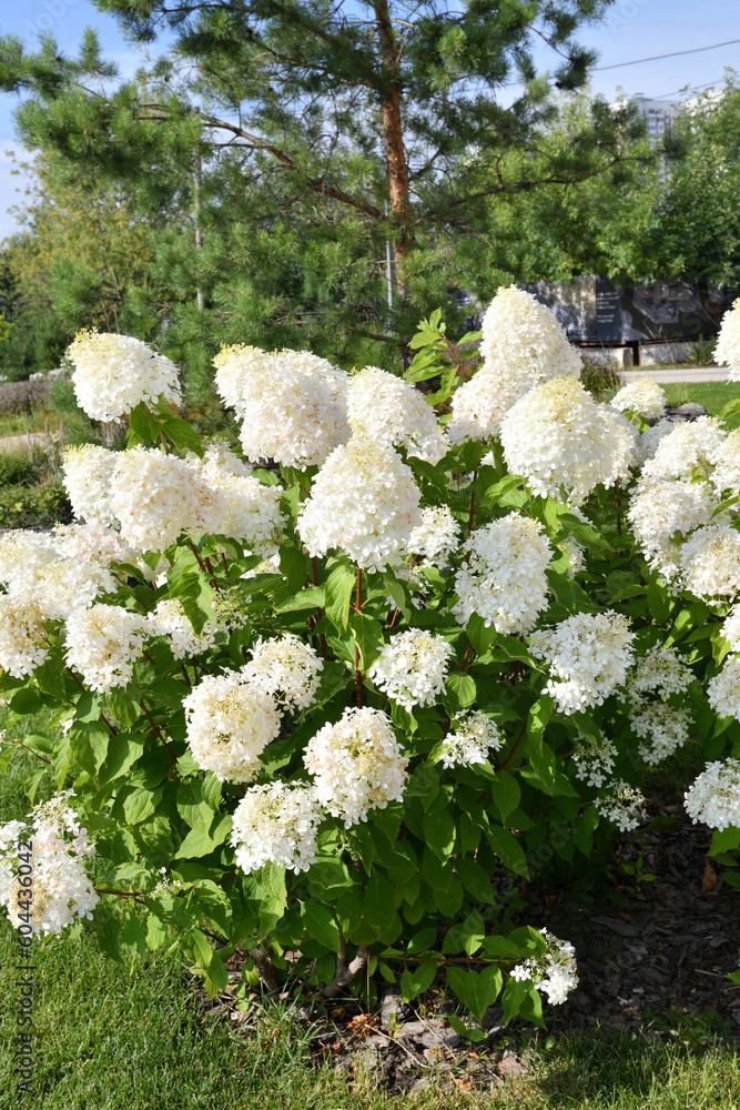 Bush of white abundantly blooming hydrangea in garden Bush of white abundantly blooming hydrangea in garden