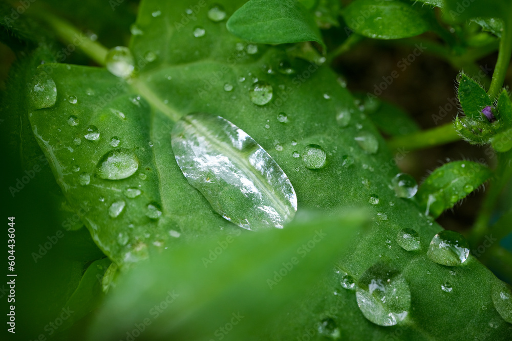 water drops on leaves, leaves after rain, close up, selective focus water drops on leaves, leaves after rain, close up, selective focus