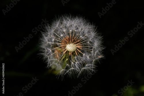 Dandelion in the Dark