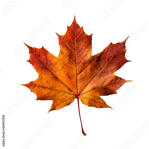 Autumn maple leaf on a transparent background  Generative AI