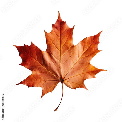 Autumn maple leaf on a transparent background, Generative AI