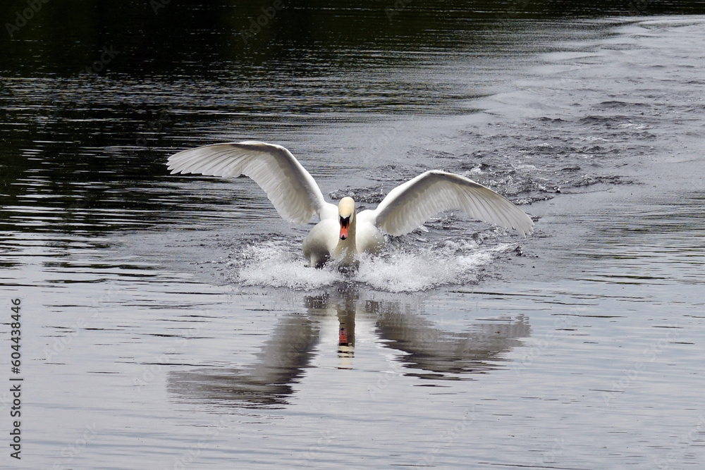 Fototapeta premium höckerschwan