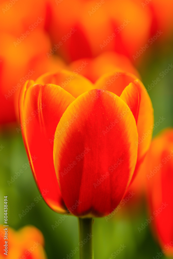 Flame Tulips Flame Tulips