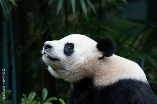 Close up Giant panda in Singapore © foreverhappy