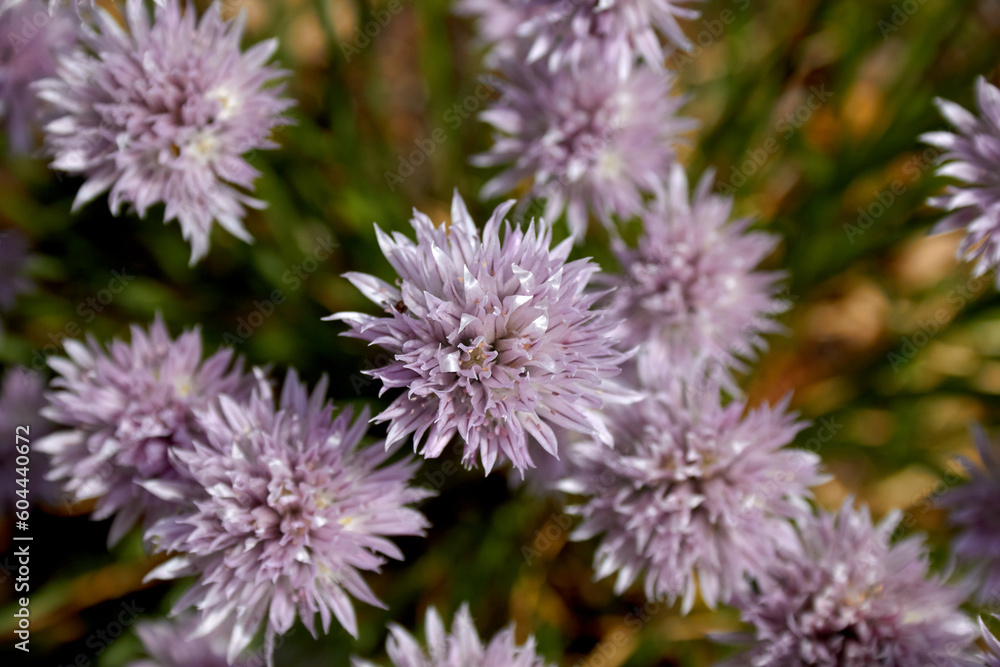 Purple Chives Purple Chives