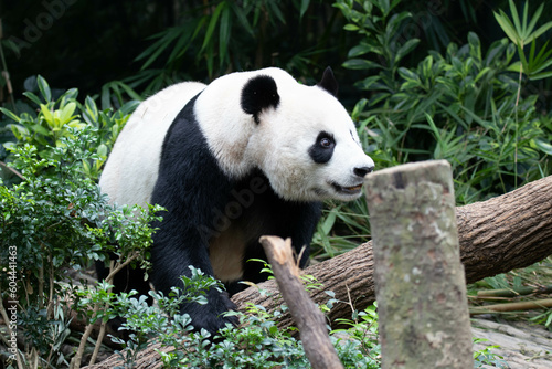 Close up Giant panda in Singapore