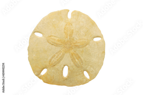 Sand dollar isolated on transparency png file Summer souvenir