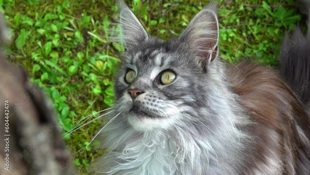 funny beautiful gray Maine Coon cat looks at the tree funny beautiful gray Maine Coon cat looks at the tree