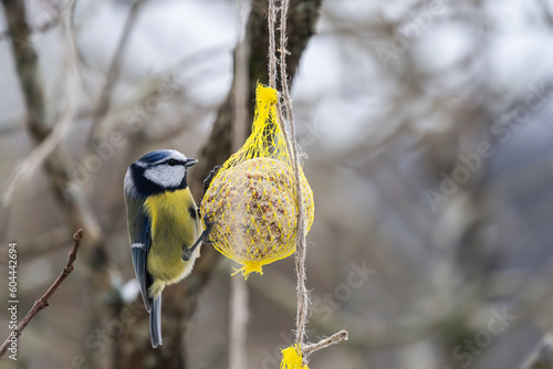 Blue tit eating from a seed ball in winter. photo