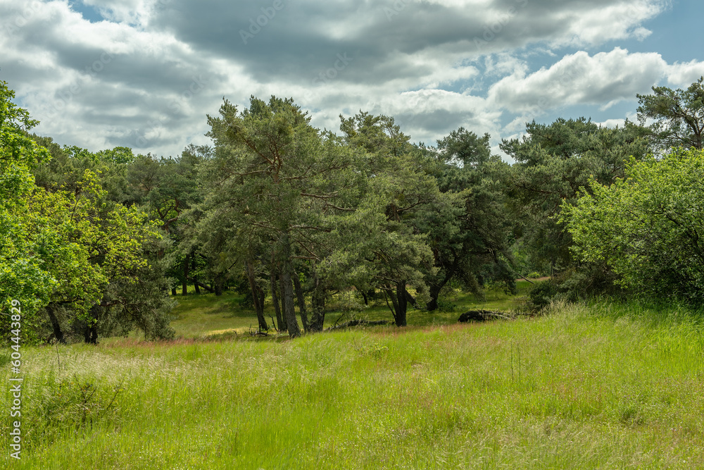 Schwanheimer Dune nature reserve in Frankfurt, Hesse, Germany Schwanheimer Dune nature reserve in Frankfurt, Hesse, Germany