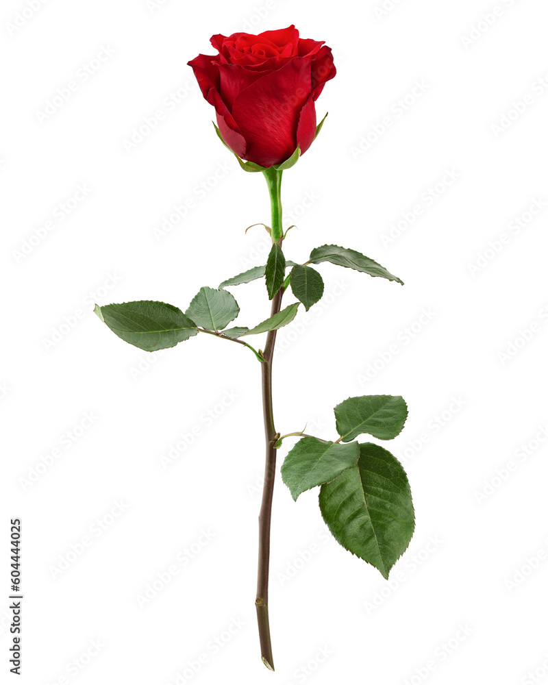 Rose isolated on white background, full depth of field Rose isolated on white background, full depth of field