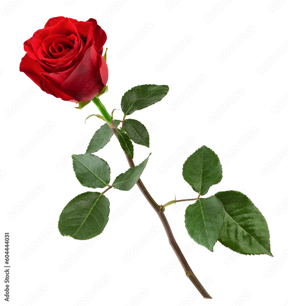 Rose isolated on white background, full depth of field Rose isolated on white background, full depth of field