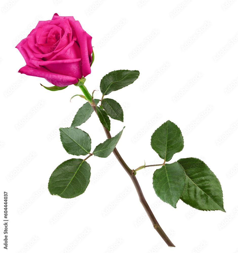 Obraz premium Rose isolated on white background, full depth of field