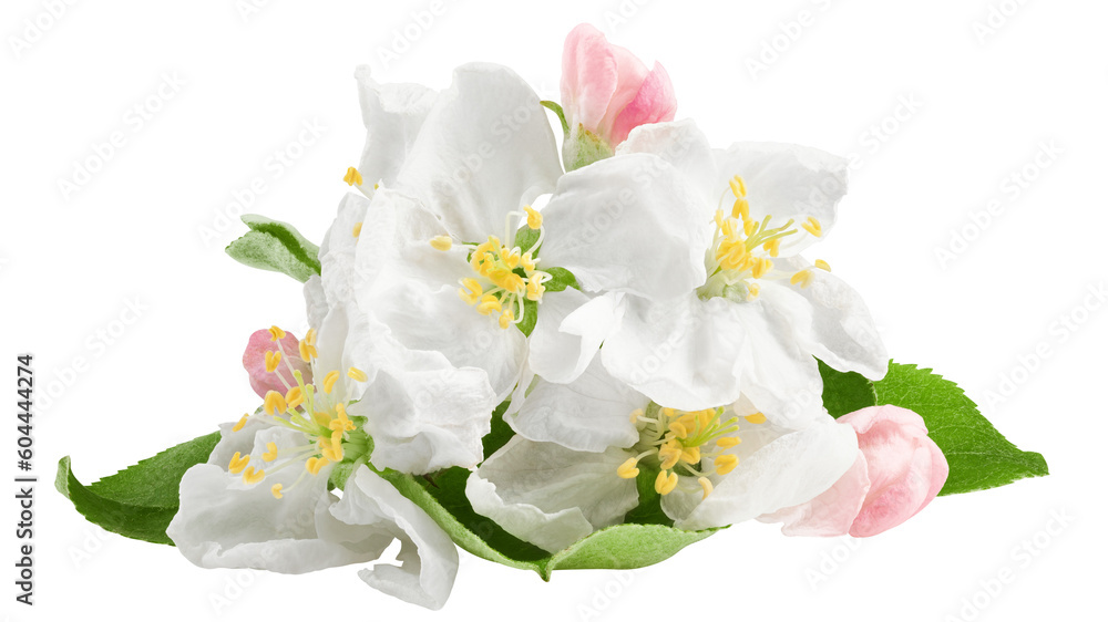 Apple flower isolated on white background, full depth of field