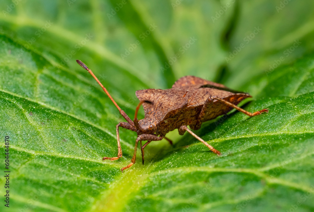 Dock bug Dock bug
