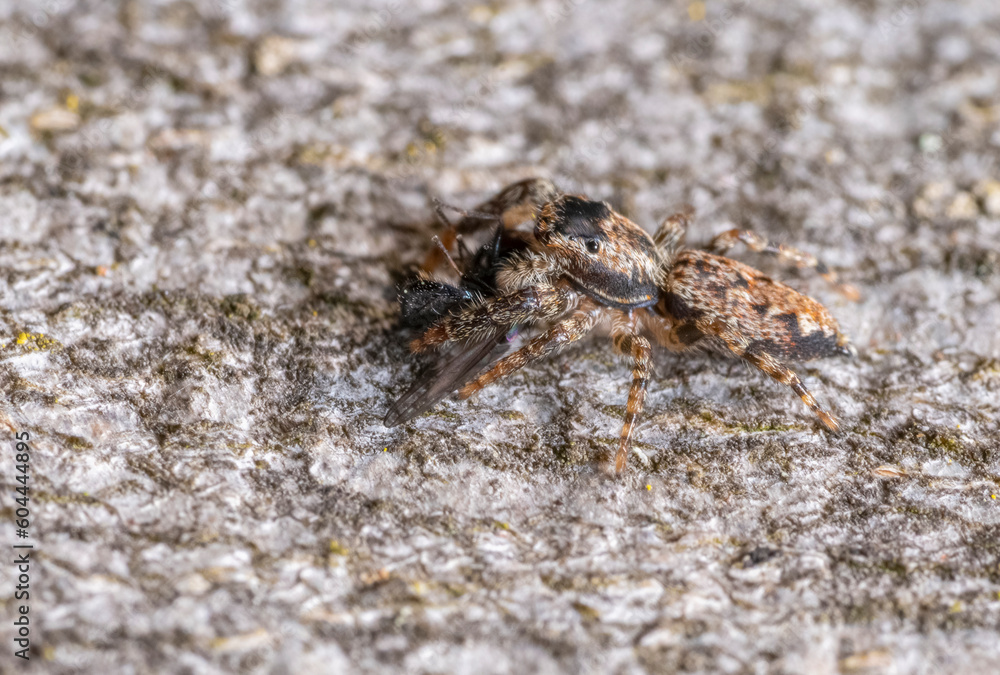 Jumping spider with prey