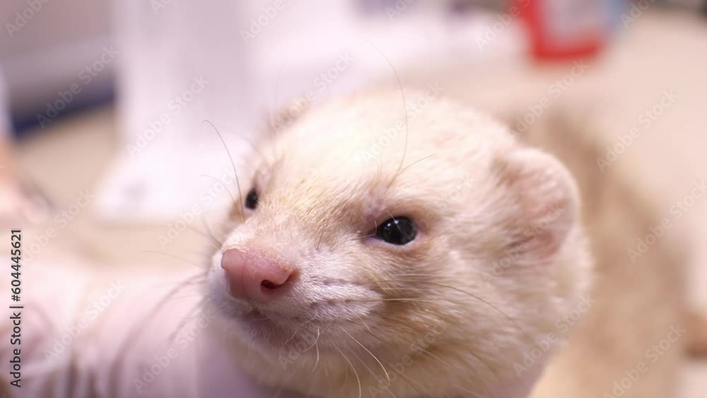 The white ferret was brought to the veterinary clinic for examination The ferret is very unhappy with the inspection and tries to run away. The veterinarian holds the ferret in his hands on the prim. The white ferret was brought to the veterinary clinic for examination The ferret is very unhappy with the inspection and tries to run away. The veterinarian holds the ferret in his hands on the prim.