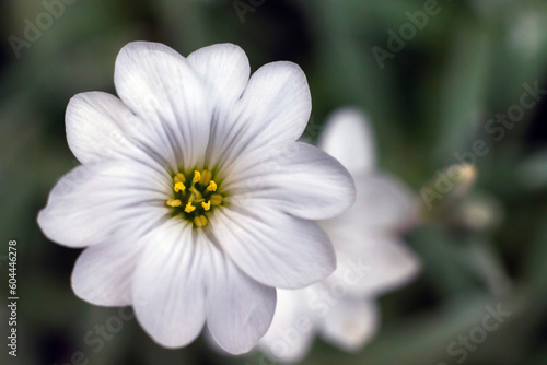 A small white flower with a yellow pistil