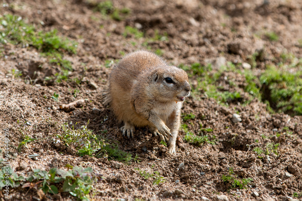 Naklejka premium African ground squirrels (in german Afrikanische Borstenhörnchen) Xerus