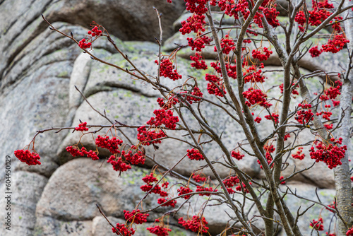 Small tree with red mountain ash next to mountain trail in front of huge rock photo