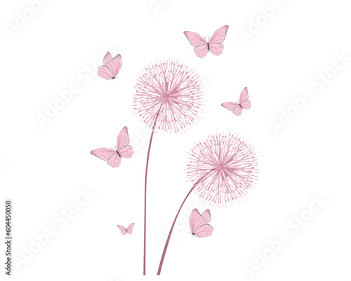 pink dandelion flower background
