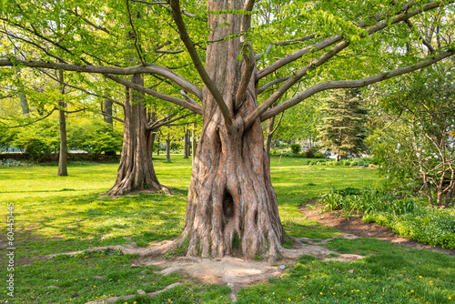 Photography Tree: cool and gnarly looking, dawn redwood tree (metasequoia glyptostroboides)
