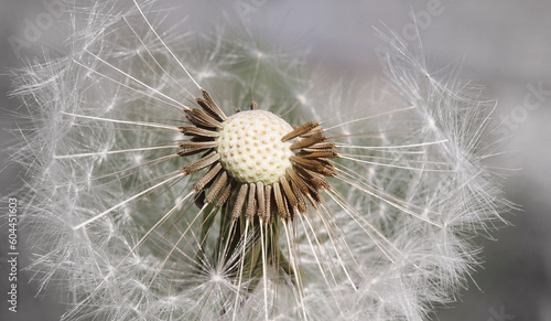 
Closeup of seeds on a dandelion 