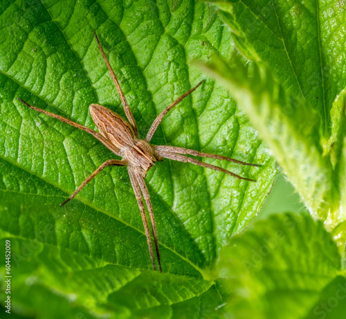 Nursery web spider