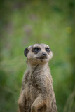A cute meerkat closeup that is posing in front of the camera