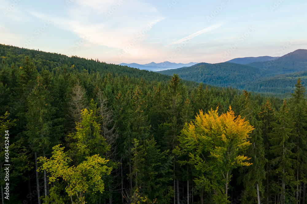 Aerial view of amazing scenery with dark mountain hills covered with forest pine trees at autumn sunrise. Beautiful wild woodland at dawn