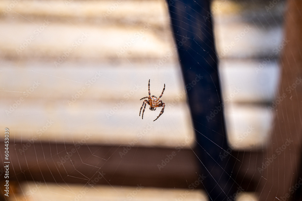 A cross spider sits in its web and waits for prey A cross spider sits in its web and waits for prey