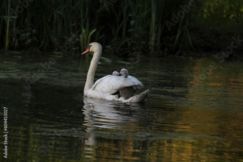 Female Mute Swan (Cygnus olor) with Two Cygnets riding on Back