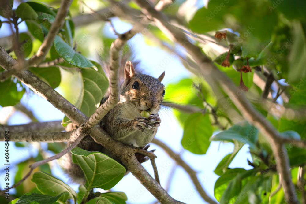 Beautiful wild gray squirrel eating nuts on a tree in summer town park