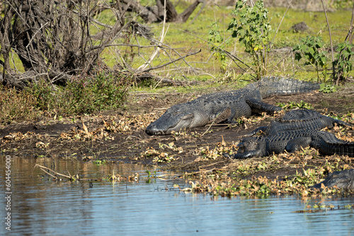 American alligators enjoying the heat from the sun on the bank of the lake in Florida