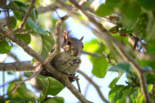 Beautiful wild gray squirrel eating nuts on a tree in summer town park © bilanol