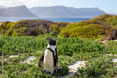 An African penguin at Boulders Beach in March, South Africa