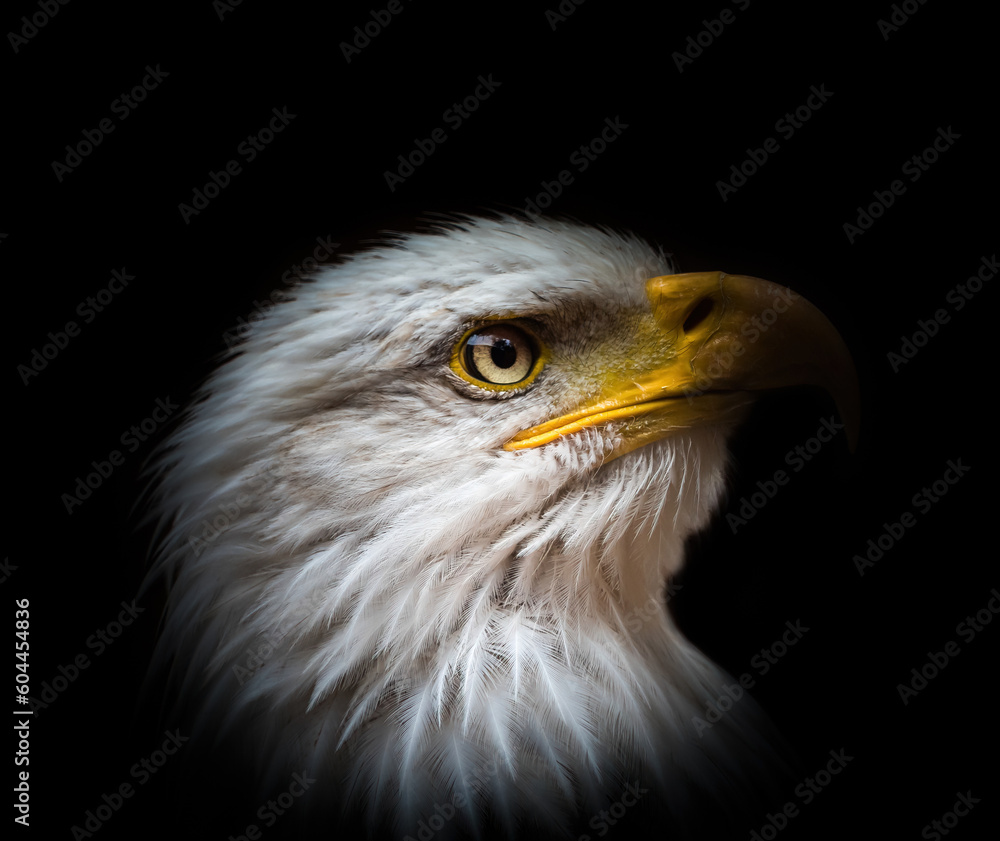 A bald eagle closeup creative edit in saarland A bald eagle closeup creative edit in saarland