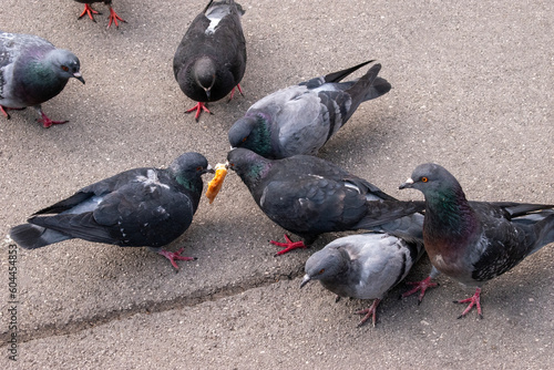 Photography feral pigeons, birds, and nature on the street in the city of vienna