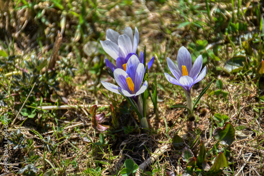 Krokus, Wiese, Krokusse, violett, weiß, Blume, Frühblüher, Naturschutz, geschützt, Blüte, Blumenwiese, Schwertlilie, Schwertliliengewächs, Alm, Almwiese, Gras, Crocus, ausdauernd, krautig, frisch, krä Krokus, Wiese, Krokusse, violett, weiß, Blume, Frühblüher, Naturschutz, geschützt, Blüte, Blumenwiese, Schwertlilie, Schwertliliengewächs, Alm, Almwiese, Gras, Crocus, ausdauernd, krautig, frisch, krä
