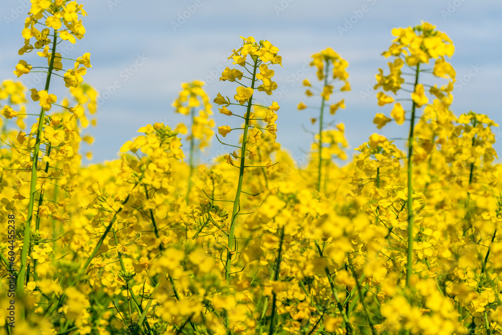 Blooming rape blossoms Blooming rape blossoms
