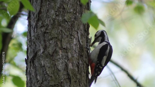 woodpecker