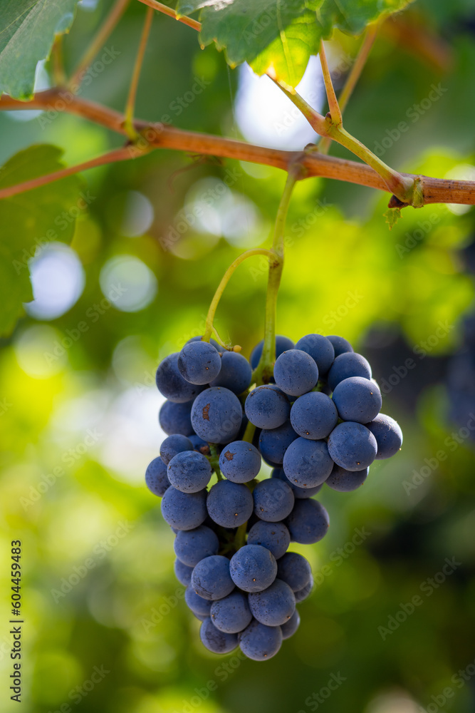 A cluster of wine grapes on a vine near Fresno, California.