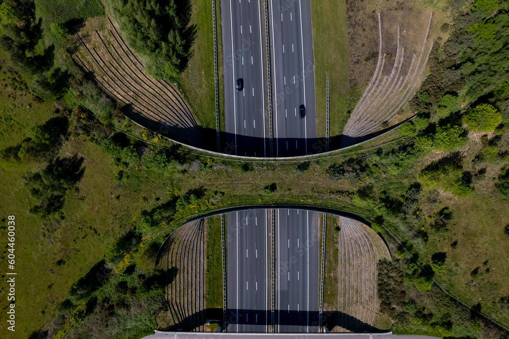 Highway traversed by wildlife crossing forming a safe natural corridor bridge for animals to migrate between conservancy areas. Top down aerial of environment nature reserve infrastructure eco passage - obrazy, fototapety, plakaty 