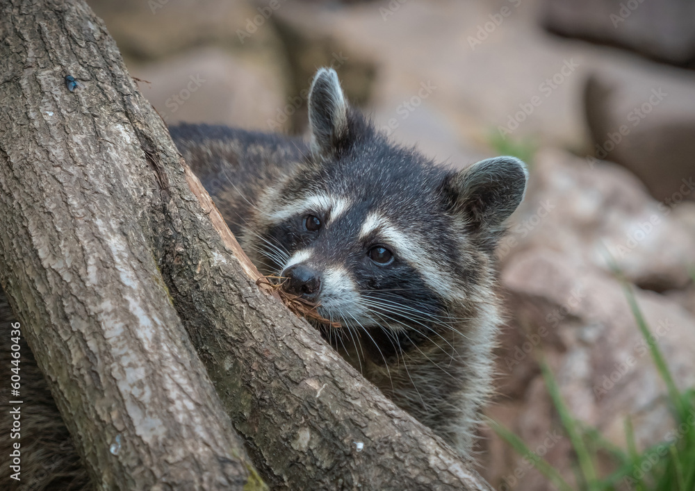 A racoon closeup in a zoo in saarburg